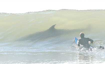 requin