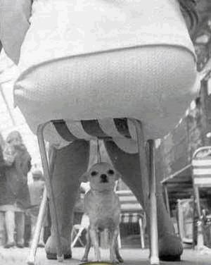 sumo