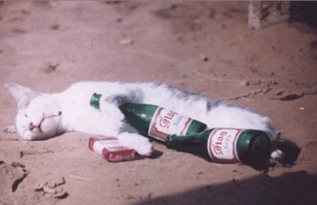chat